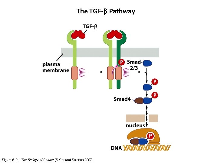 The TGF-b Pathway Figure 5. 21 The Biology of Cancer (© Garland Science 2007)