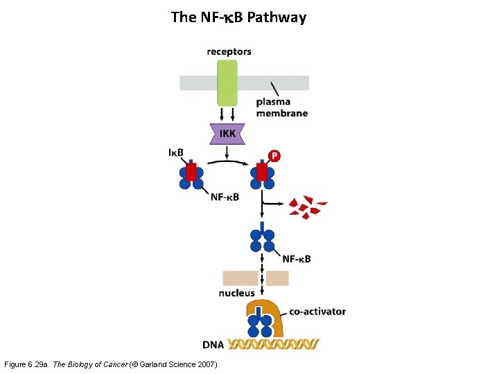 The NF-k. B Pathway Figure 6. 29 a The Biology of Cancer (© Garland