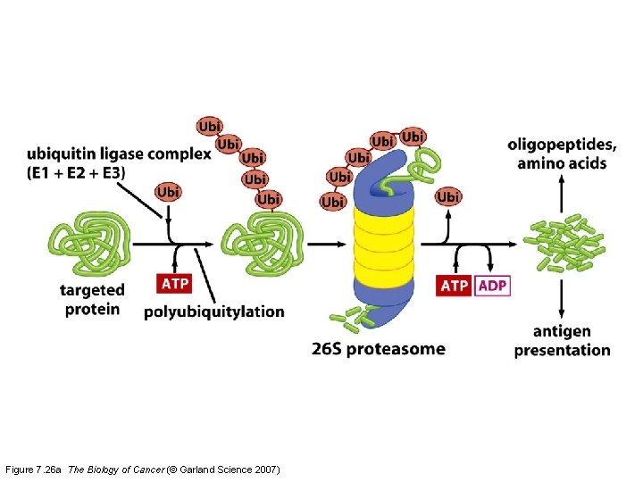 Figure 7. 26 a The Biology of Cancer (© Garland Science 2007) 