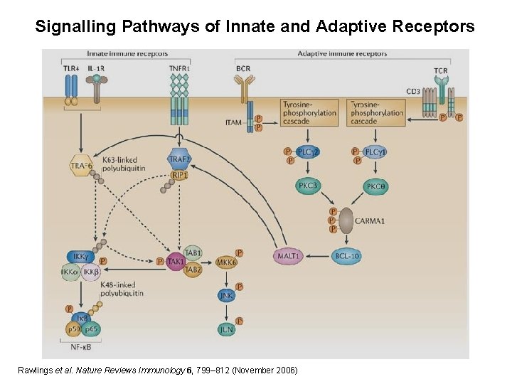 Signalling Pathways of Innate and Adaptive Receptors Rawlings et al. Nature Reviews Immunology 6,