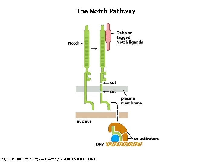 The Notch Pathway Figure 6. 29 b The Biology of Cancer (© Garland Science