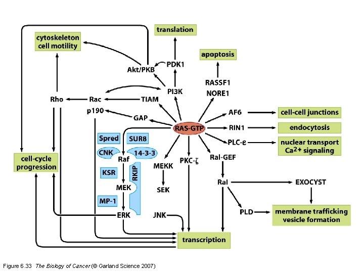 Figure 6. 33 The Biology of Cancer (© Garland Science 2007) 