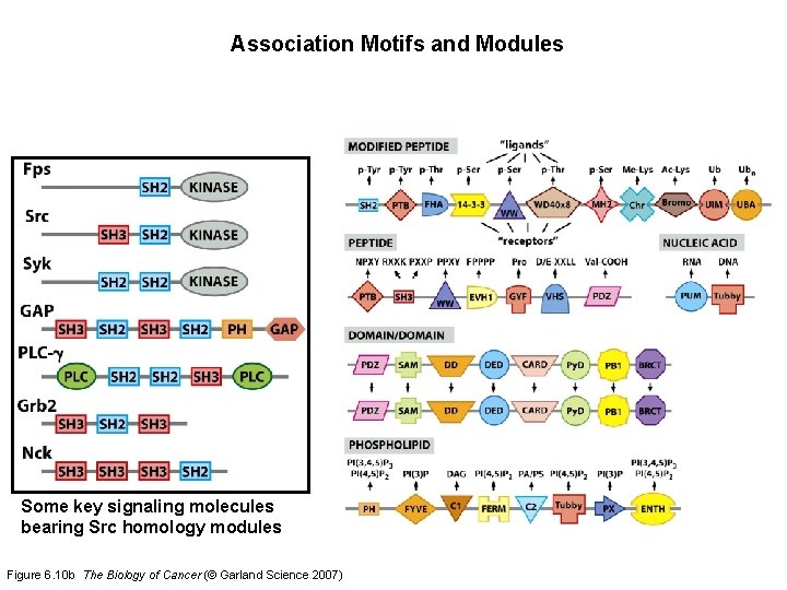 Association Motifs and Modules Some key signaling molecules bearing Src homology modules Figure 6.