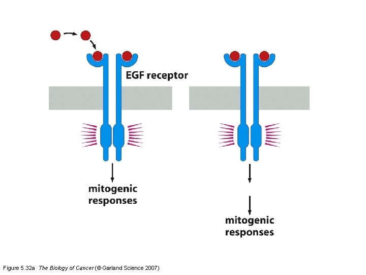 Figure 5. 32 a The Biology of Cancer (© Garland Science 2007) 