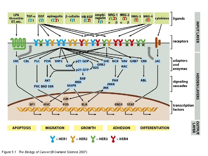 Figure 5. 1 The Biology of Cancer (© Garland Science 2007) 