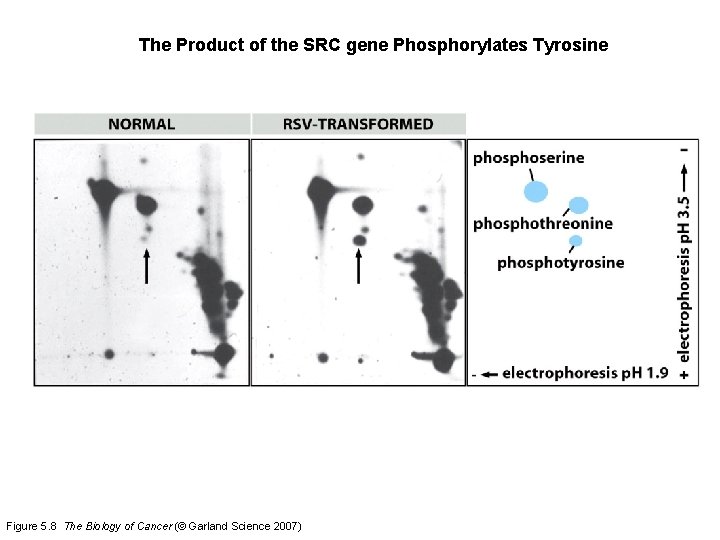 The Product of the SRC gene Phosphorylates Tyrosine Figure 5. 8 The Biology of