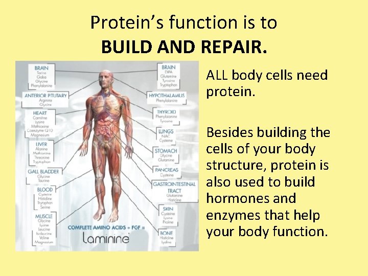 Protein’s function is to BUILD AND REPAIR. ALL body cells need protein. Besides building