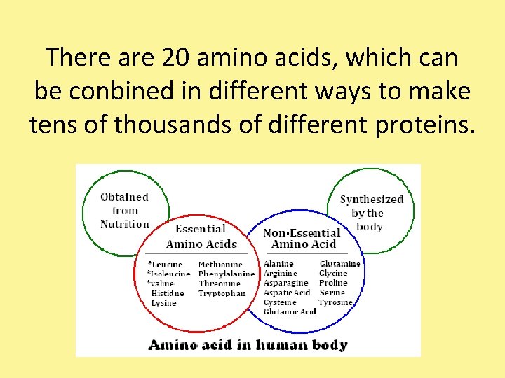 There are 20 amino acids, which can be conbined in different ways to make