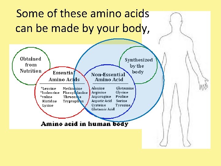 Some of these amino acids can be made by your body, 