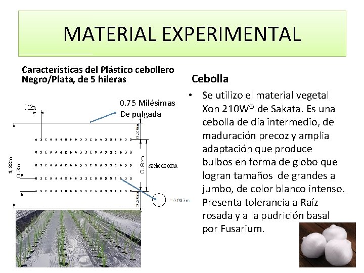 MATERIAL EXPERIMENTAL Características del Plástico cebollero Negro/Plata, de 5 hileras 0. 75 Milésimas De