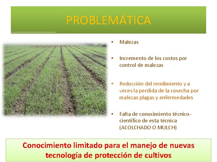 PROBLEMÁTICA • Malezas • Incremento de los costos por control de malezas • Reducción