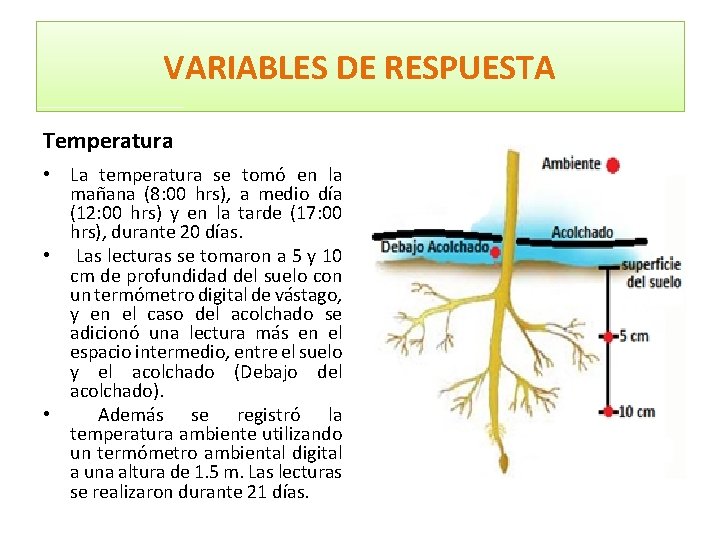 VARIABLES DE RESPUESTA Temperatura • La temperatura se tomó en la mañana (8: 00