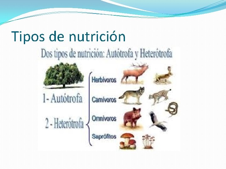 Tipos de nutrición 