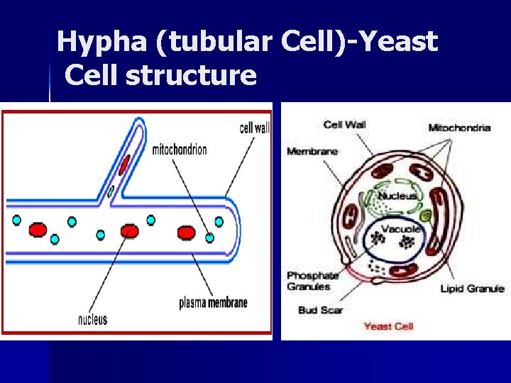 Hypha (tubular Cell)-Yeast Cell structure 