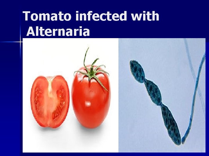 Tomato infected with Alternaria 