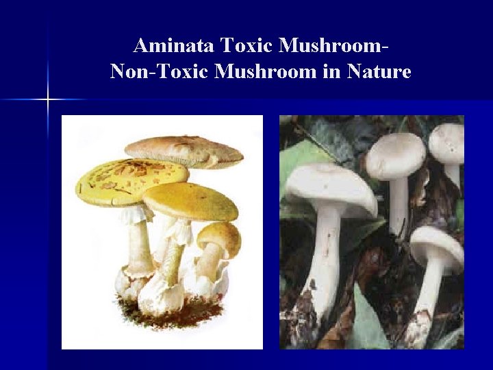 Aminata Toxic Mushroom. Non-Toxic Mushroom in Nature 