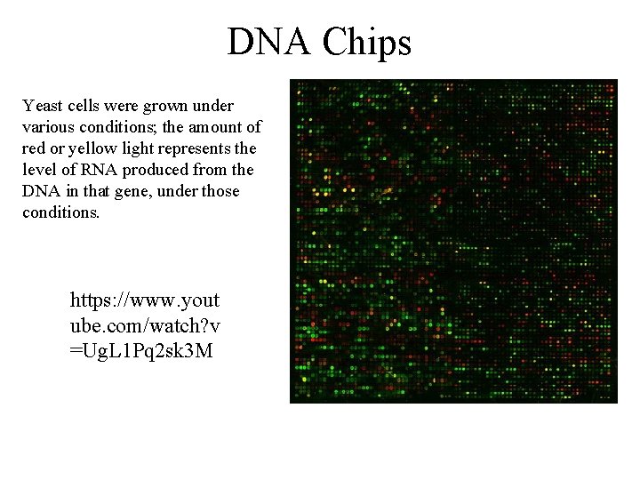 DNA Chips Yeast cells were grown under various conditions; the amount of red or