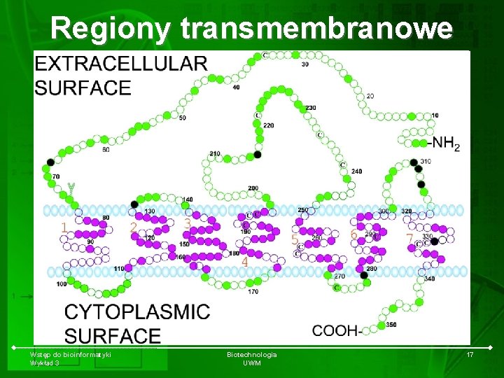 Regiony transmembranowe Wstęp do bioinformatyki Wykład 3 Biotechnologia UWM 17 