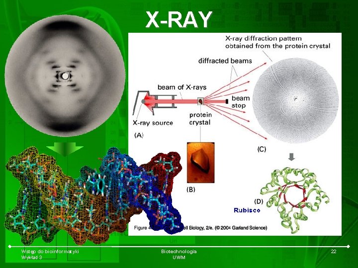 X-RAY Wstęp do bioinformatyki Wykład 3 Biotechnologia UWM 22 