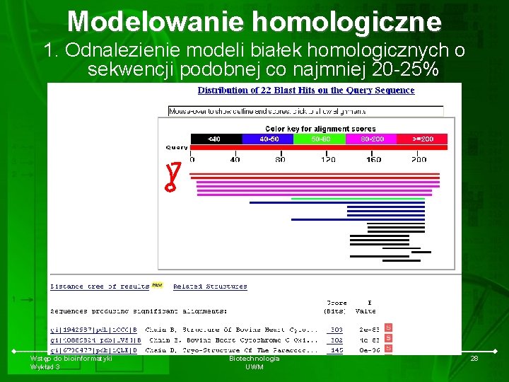 Modelowanie homologiczne 1. Odnalezienie modeli białek homologicznych o sekwencji podobnej co najmniej 20 -25%