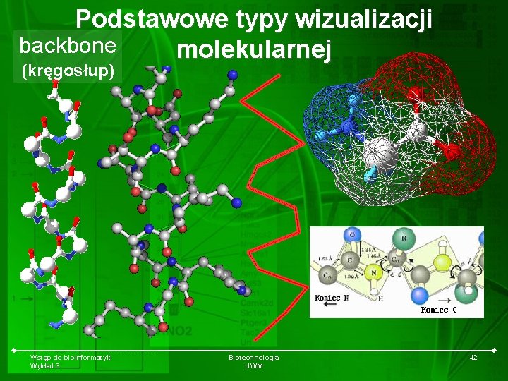 Podstawowe typy wizualizacji backbone molekularnej (kręgosłup) Wstęp do bioinformatyki Wykład 3 Biotechnologia UWM 42