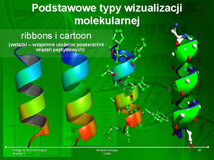Podstawowe typy wizualizacji molekularnej ribbons i cartoon (wstążki – wzajemne ułożenie powierzchni wiązań peptydowych)