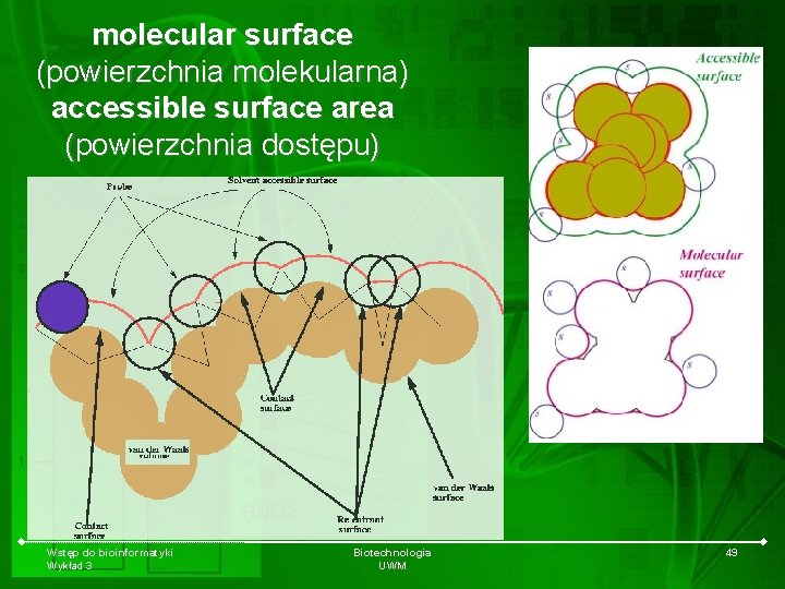 molecular surface (powierzchnia molekularna) accessible surface area (powierzchnia dostępu) Wstęp do bioinformatyki Wykład 3