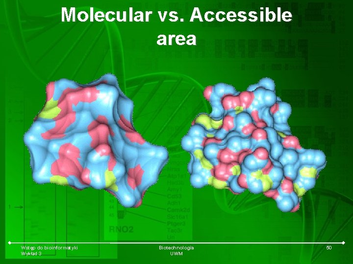 Molecular vs. Accessible area Wstęp do bioinformatyki Wykład 3 Biotechnologia UWM 50 