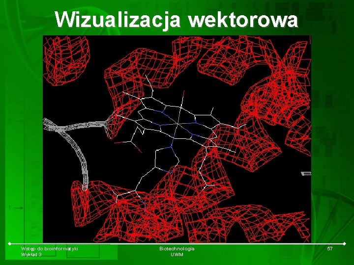 Wizualizacja wektorowa Wstęp do bioinformatyki Wykład 3 Biotechnologia UWM 57 
