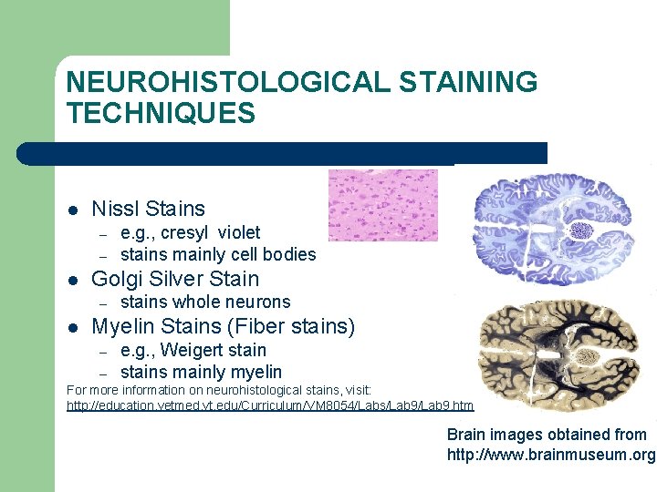NEUROHISTOLOGICAL STAINING TECHNIQUES l Nissl Stains – – l Golgi Silver Stain – l