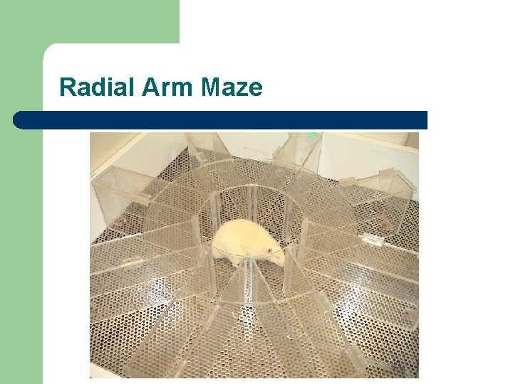 Radial Arm Maze 