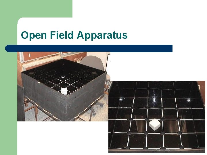 Open Field Apparatus 