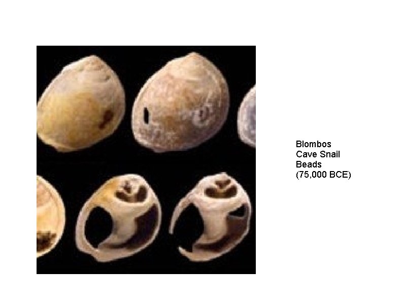 Blombos Cave Snail Beads (75, 000 BCE) 