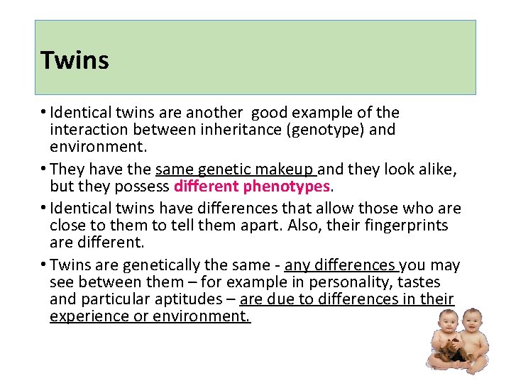 Twins • Identical twins are another good example of the interaction between inheritance (genotype)