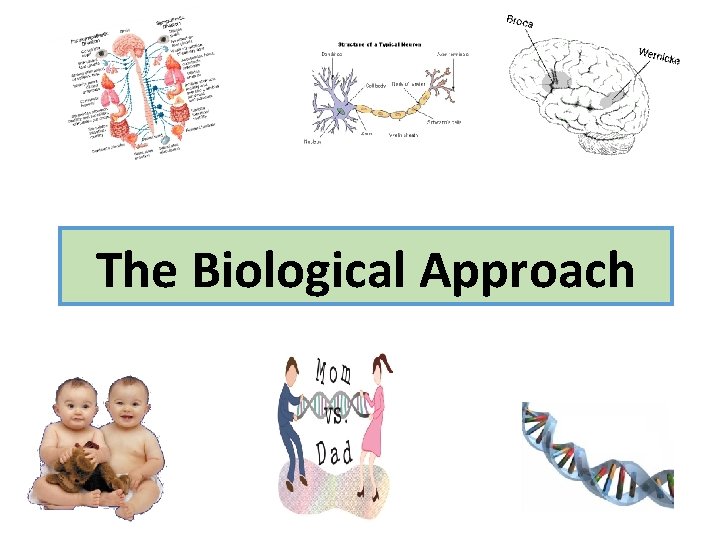 The Biological Approach 