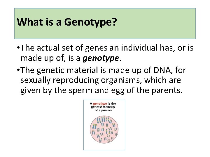 What is a Genotype? • The actual set of genes an individual has, or