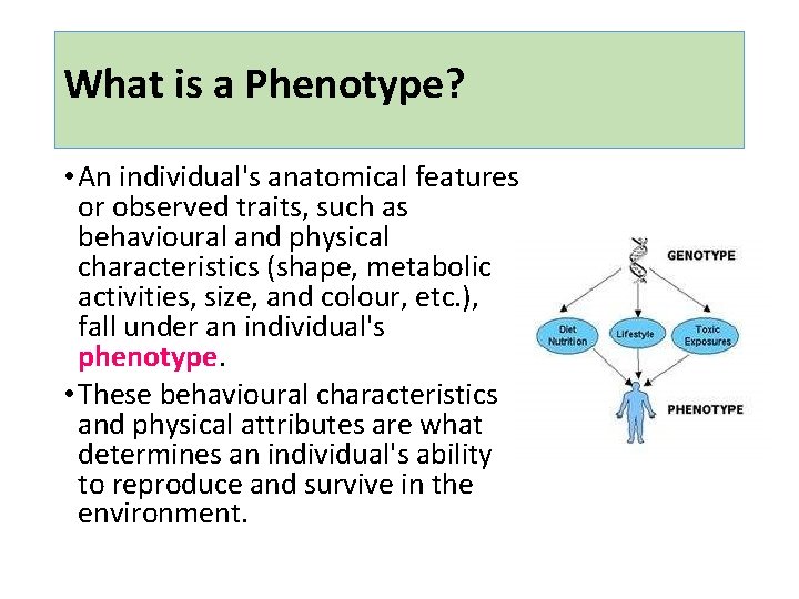 What is a Phenotype? • An individual's anatomical features or observed traits, such as