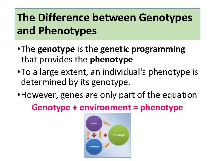 The Difference between Genotypes and Phenotypes • The genotype is the genetic programming that