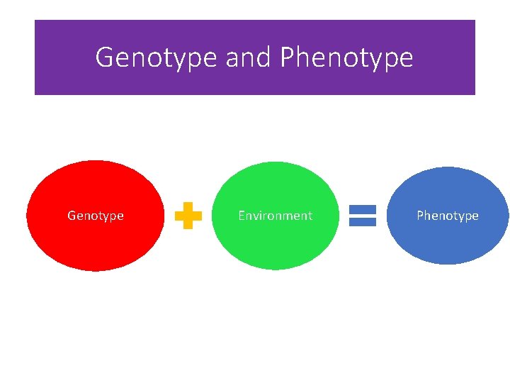 Genotype and Phenotype Genotype Environment Phenotype 