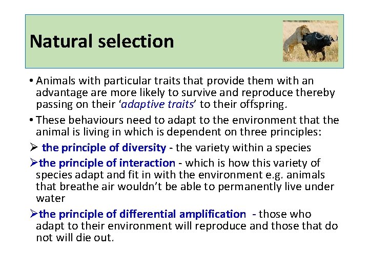 Natural selection • Animals with particular traits that provide them with an advantage are