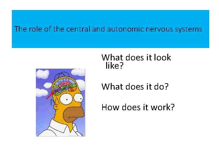 The role of the central and autonomic nervous systems What does it look like?