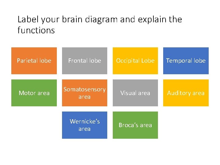 Label your brain diagram and explain the functions Parietal lobe Frontal lobe Occipital Lobe