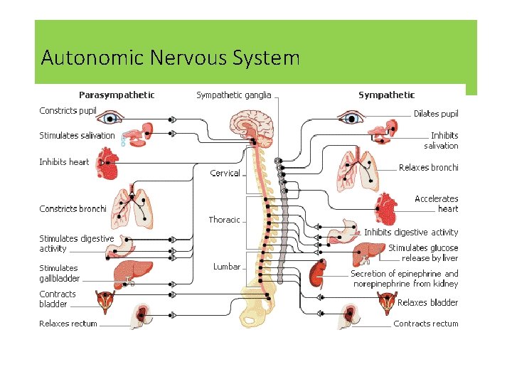 Autonomic Nervous System 