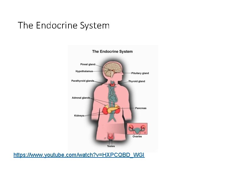 The Endocrine System https: //www. youtube. com/watch? v=HXPCQBD_WGI 