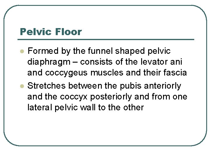 Pelvic Floor l l Formed by the funnel shaped pelvic diaphragm – consists of