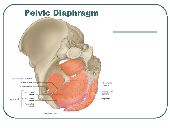 Pelvic Diaphragm Pelvic Diaphragm