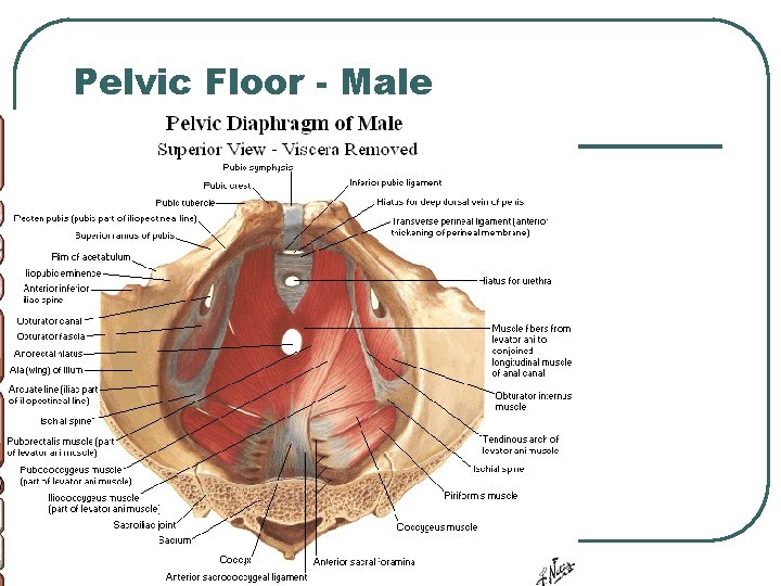 Pelvic Floor - Male Pelvic Floor - Male