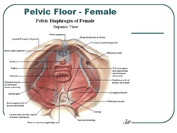 Pelvic Floor - Female Pelvic Floor - Female