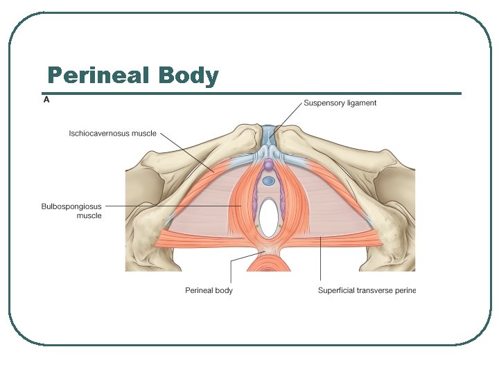 Perineal Body Perineal Body