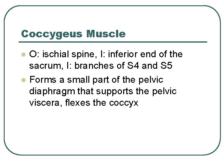 Coccygeus Muscle l l O: ischial spine, I: inferior end of the sacrum, I: